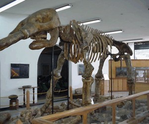 Ingeominas Geologic Museum Source: lapaleontologiaencolombia.bolgspot.com